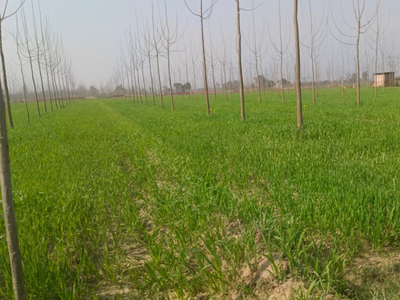 Agricultural Land 125 Bigha for Sale in Rampur Road, Moradabad