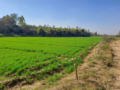 Agricultural Land 140 Bigha for Sale in Puranpur, Pilibhit