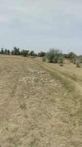 Agricultural Land 15 Acre for Sale in Devigarh, Patiala