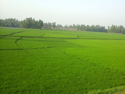 Agricultural Land 2 Acre for Sale in Dhankot, Gurgaon