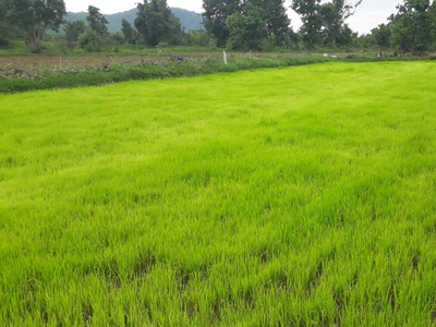 Agricultural Land 20 Acre for Sale in Hospet, Bellary