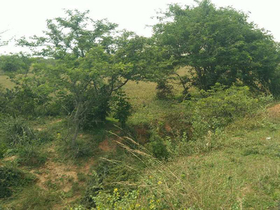 Agricultural Land 22 Acre for Sale in Keeranur, Pudukkottai
