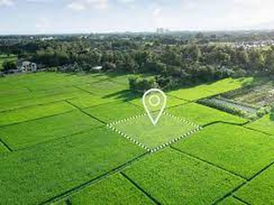Agricultural Land 25000 Sq.ft. for Sale in Saralgaon,