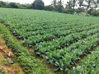 Agricultural Land 3 Acre for Sale in Berigai, Krishnagiri