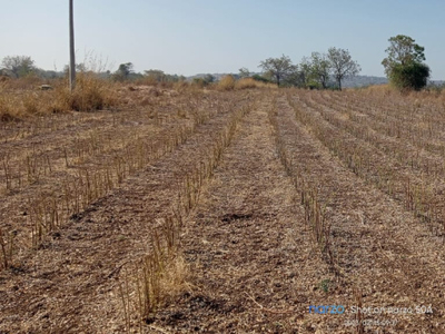 Agricultural Land 3 Ares for Sale in Sedam, Gulbarga
