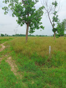 Agricultural Land 300 Bigha for Sale in