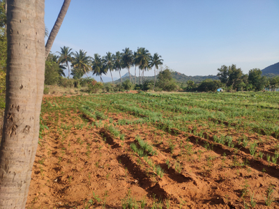 Agricultural Land 4 Acre for Sale in NH 45, Dindigul