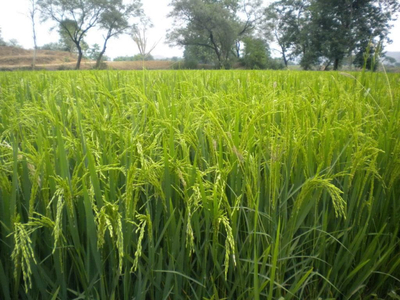 Agricultural Land 4 Ares for Sale in Dhankot, Gurgaon