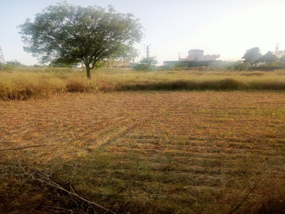 Agricultural Land 4 Bigha for Sale in Achrol, Jaipur
