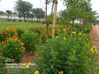 Agricultural Land 40 Bigha for Sale in Fatehganj Pashchimi, Bareilly