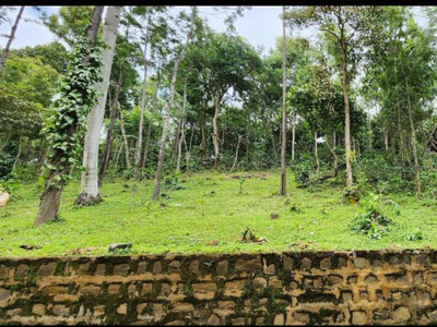 Agricultural Land 5500 Sq.ft. for Sale in Yercaud, Salem