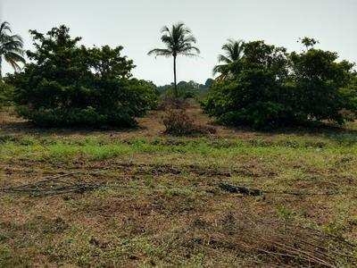 Agricultural Land 56 Acre for Sale in Gholvad, Palghar