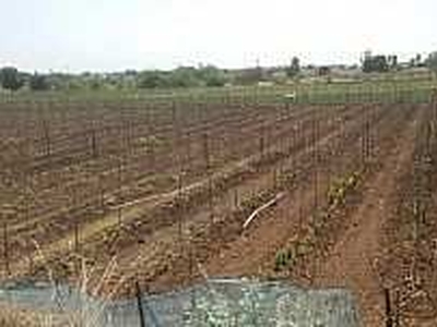 Agricultural Land 6 Acre for Sale in Darwha, Yavatmal