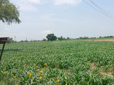 Agricultural Land 6 Acre for Sale in Jatusana, Rewari