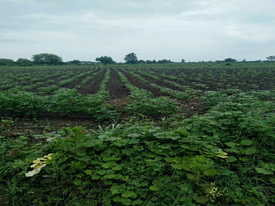 Agricultural Land 7 Acre for Sale in Bajargaon, Nagpur