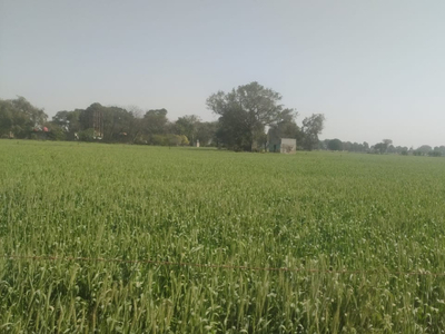 Agricultural Land 7 Acre for Sale in Bhora Kalan, Gurgaon