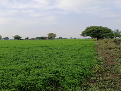 Agricultural Land 8 Acre for Sale in Khirkiya, Harda