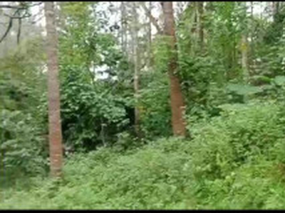 Agricultural Land 8 Acre for Sale in Kote, Chikmagalur