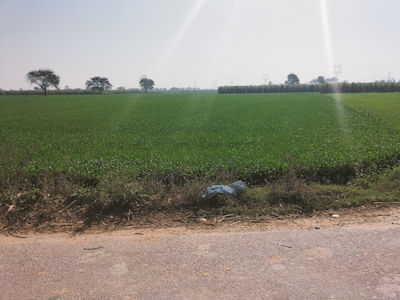 Agricultural Land 8 Bigha for Sale in