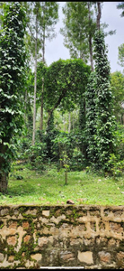 Agricultural Land 8500 Sq.ft. for Sale in Yercaud, Salem