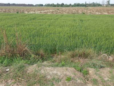 Industrial Land 25 Acre for Sale in Baghpur, Hoshiarpur