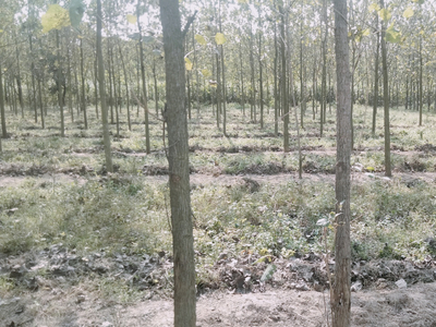 Agricultural Land 10 Bigha for Sale in Chhutmalpur, Saharanpur