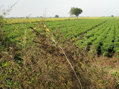 Agricultural Land 4 Ares for Sale in Pedakurapadu, Guntur