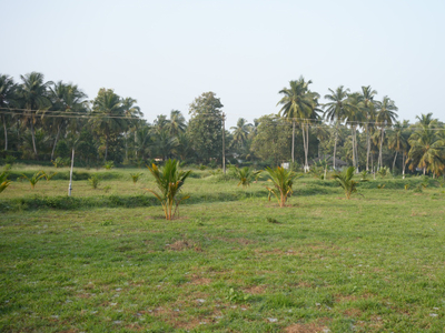 Agricultural Land 600 Cent for Sale in Chittur, Palakkad