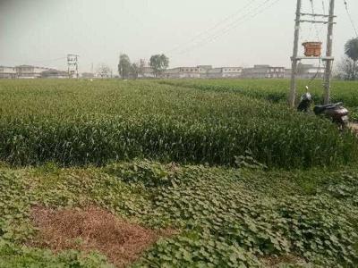 Agricultural Land 3 Acre for Sale in Ganjbar, Panipat
