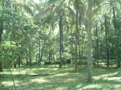 land for sale in thrissur For Sale India