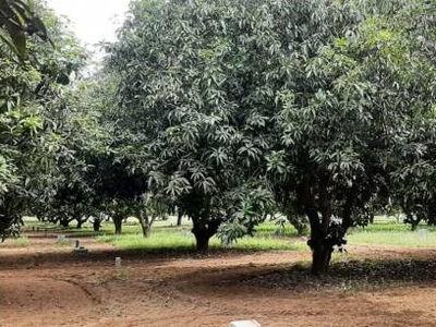 600 sq ft NorthEast facing Plot for sale at Rs 2.16 lacs in Redhills thamaraipakkam Vengal low budget farm land with Mango trees in Vengal, Chennai