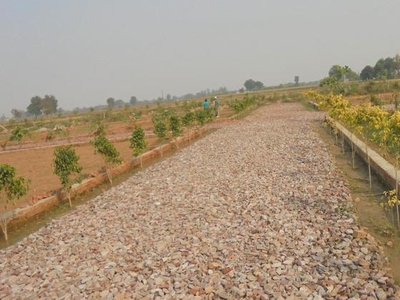 The Lack Plot And Farm, Tappal, Jewar Airport