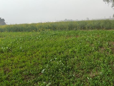 Agriculture Land For Sale