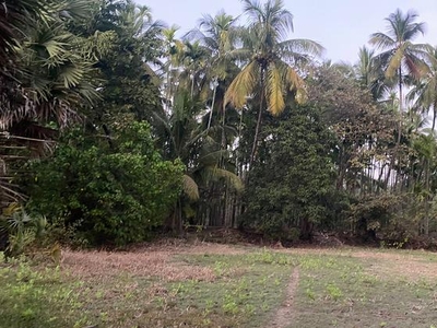 Agriculture Plot In Alibag Chaul