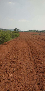 Agricultural Land 6 Acre for Sale in Nanjangud, Mysore