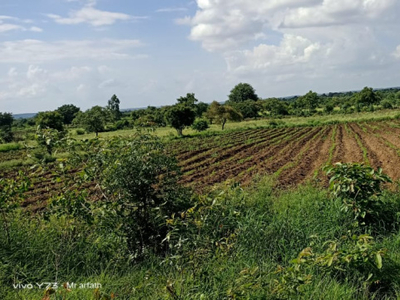 Agricultural Land 1 Acre for Sale in Anantagiri Hills, Vikarabad