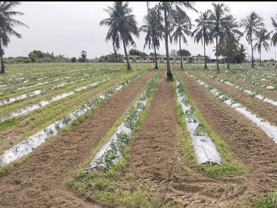 Agricultural Land 15 Acre for Sale in Thirukalukundram, Kanchipuram