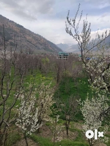3BHK home surrounded by Apple orchards in Dobhi near NH3 Kullu, Manali