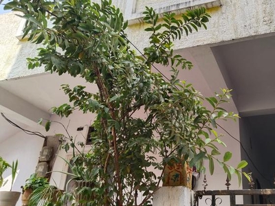 3 Bedroom 146 Sq.Yd. Independent House in Nallakunta Hyderabad