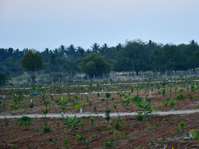 Aroma Sandalo Managed Farm Land