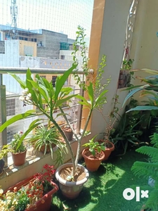 Need a flatmate for 1bhk room available in durgapura