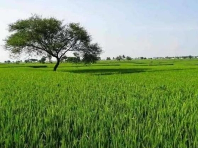 Commercial Land 40 Acre in Shahabad Barara Road Kurukshetra