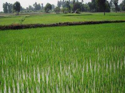 Agricultural Land 3 Bigha for Sale in Jewar, Gautam Buddha Nagar