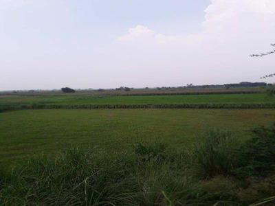 Agricultural Land 10 Bigha for Sale in Jewar, Gautam Buddha Nagar