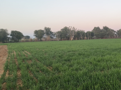 Agricultural Land 17 Bigha for Sale in Ajeetgarh, Sikar