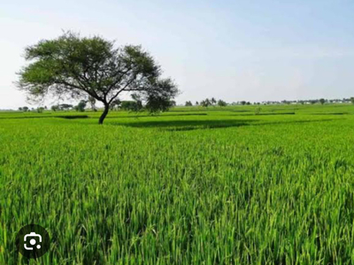 Agricultural Land 3 Ares for Sale in Barwala, Hisar