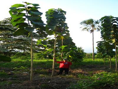 Teak Plants + land is for Sale For Sale India