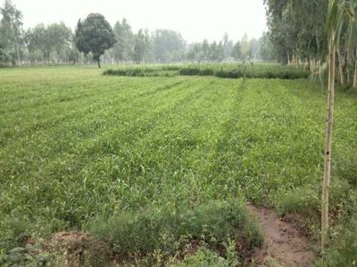 Agricultural Land 55 Bigha for Sale in Biharigarh, Saharanpur