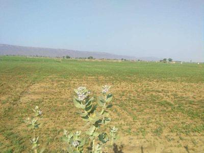 Agricultural Land 12 Bigha for Sale in